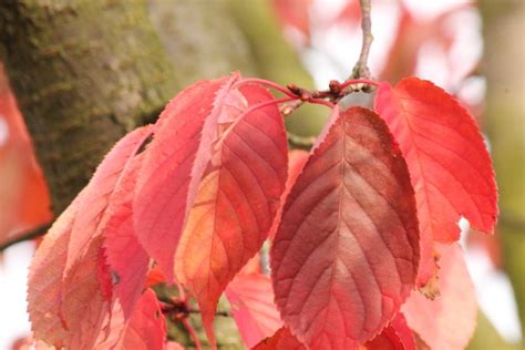 Bomen Met Mooie Herfstkleuren Kopen Ten Hoven Bomen