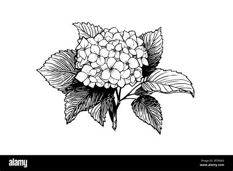 Hand Drawn Ink Sketch Hydrangea Flowers Vector Illustration In