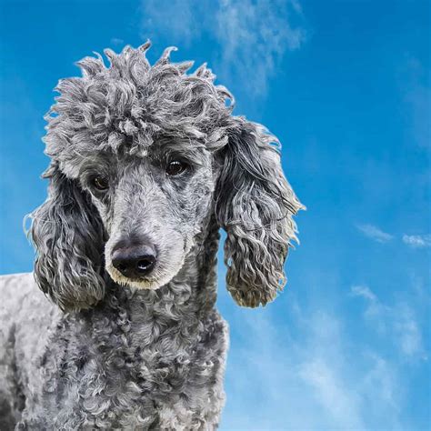 Blue Standard Poodle