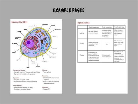 Pdf Cells And Tissues Anatomy And Physiology Notes For Etsy Uk In