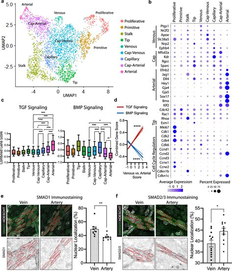 Single Cell Rna Sequencing Analysis Of Developing Retinal Endothelial