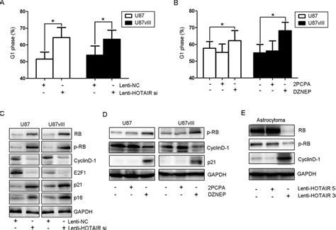 Hotair Regulates Gbm Cell Cycle Progression In Vitro A The Cell