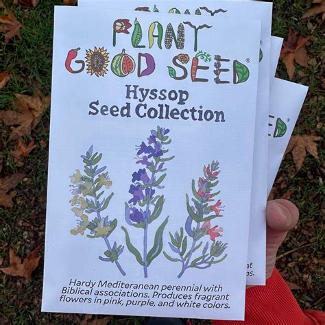 Hyssop Seed Collection The Plant Good Seed Company