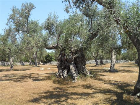 L ulivo monumentale di Borgagne tra i più antichi d Italia Visit