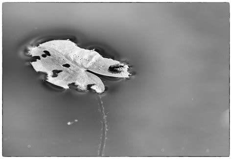 Petit insecte sur une feuille de nénuphar blanc Siv Domeij