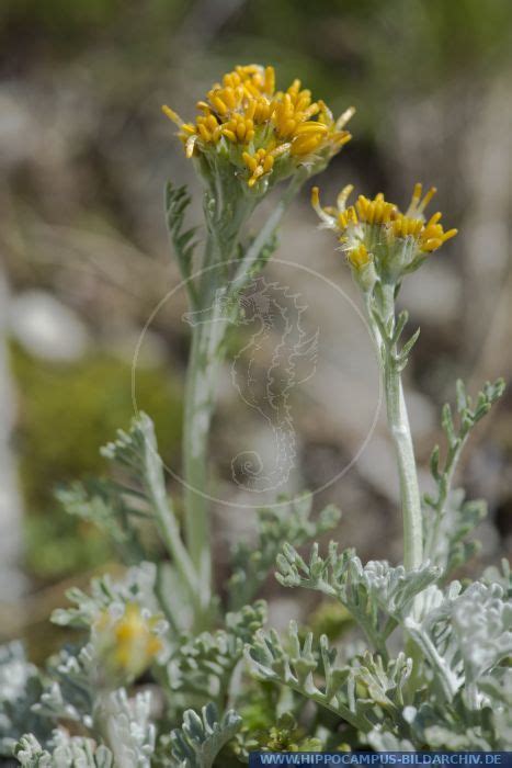 Artemisia Umbelliformis Alias Alps Wormwood Hippocampus Bildarchiv