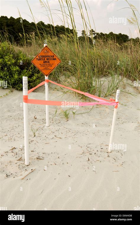 Loggerhead Turtle Nesting Site Stock Photo - Alamy