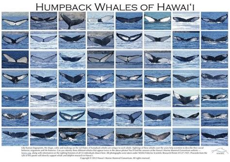 132 Best images about whale flukes from nature on Pinterest | Picton ...