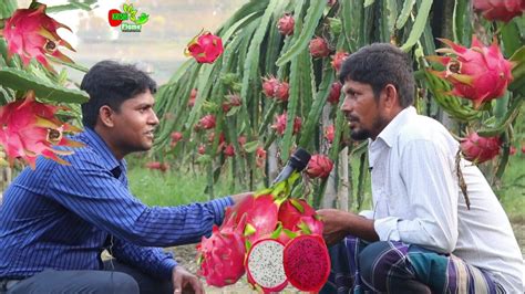 ড্রাগন ফল চাষ পদ্ধতি~১৫ লক্ষ টাকা আয় বছরে ৭৬ শতাংশ জমিতে~dragon Fruit