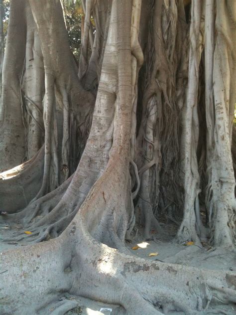 Wandering Voyager: Oldest Tree in Palermo