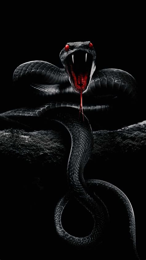 Snake Wallpaper For Mobile Phone Tablet Desktop Computer And Other