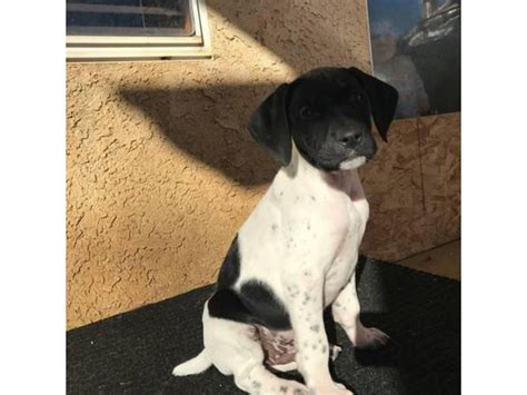 Pure Breed Akc German Shorthaired Pointer Puppies Bakersfield Puppies For Sale Near Me