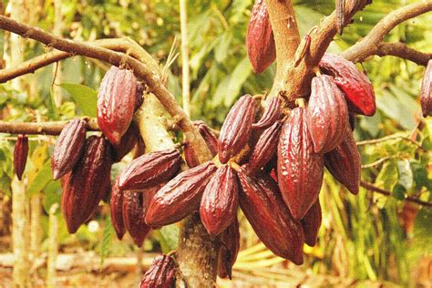 Qaspi Foods Principales Zonas De Cultivo Del Cacao