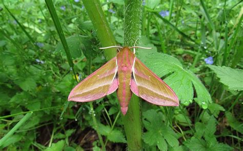 LES INSECTES DU HAUT JURA Le Grand Sphinx De La Vigne