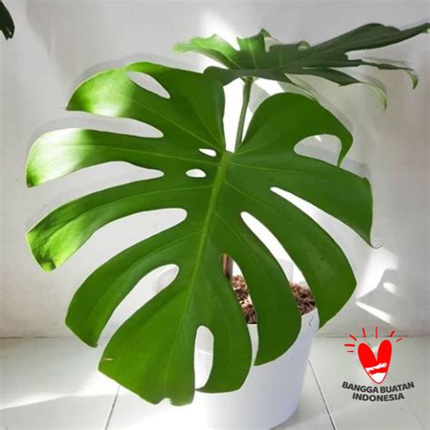 Jual Kattegat X Botanical Monstera Deliciosa King Tanaman Hias Di