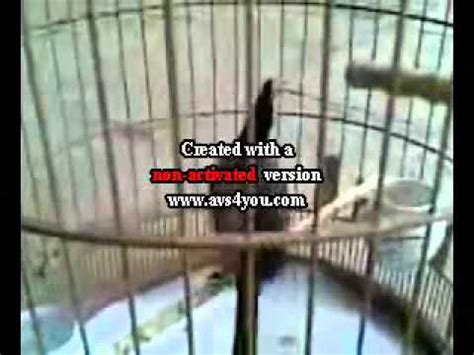 Ch O M O M A Hot C C Hay V Ch I C C T T Flv Youtube