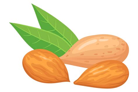 Almond Cartoon Icon Cartoon Superfood Graphic By Smartstartstocker