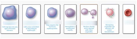 Erythropoiesis Diagram Diagram | Quizlet