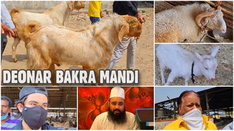 Deonar Bakra Mandi World S Biggest Goat Market In Mumbai India