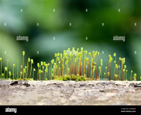 Moss Sporangia Hi Res Stock Photography And Images Alamy