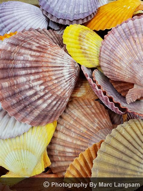 Shell Shocked Morro Bay California Marc Langsam Flickr