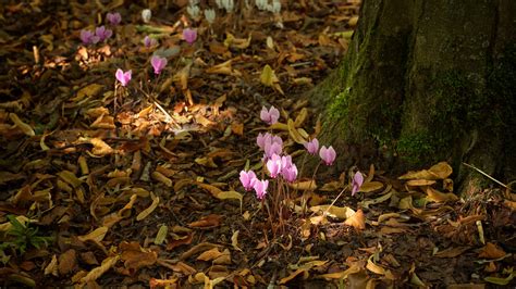 Woodland Flowers Cyclamen Hederifolium Growing In Dappled Flickr