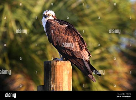 Bird Wild Hunter Raptor Birds Of Prey Wildlife Hawks Osprey