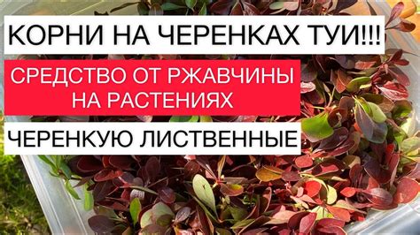 КОРНИ НА ЧЕРЕНКАХ ТУИ!!! СРЕДСТВО ОТ РЖАВЧИНЫ |ЧЕРЕНКУЮ ЛИСТВЕННЫЕ ...