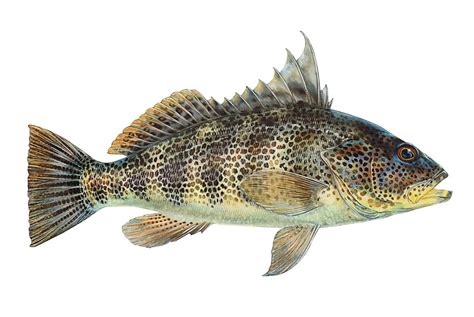 Spotted Sand Bass