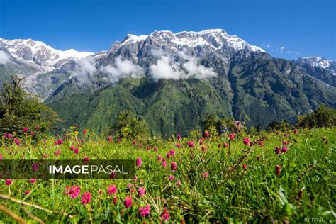 Kori Kaski Ghumante1 Buy Images Of Nepal Stock Photography Nepal