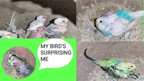 Mere Bird S Ne New Surprise Diya Sk Imtiaz Budgies Birds Budgies