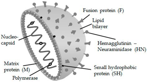 Ijerph Free Full Text Mumps In The Vaccination Age Global