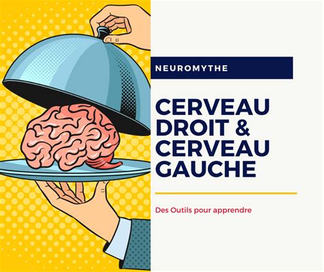 Cerveau Droit Ou Gauche Attention Neuromythe Des Outils Pour