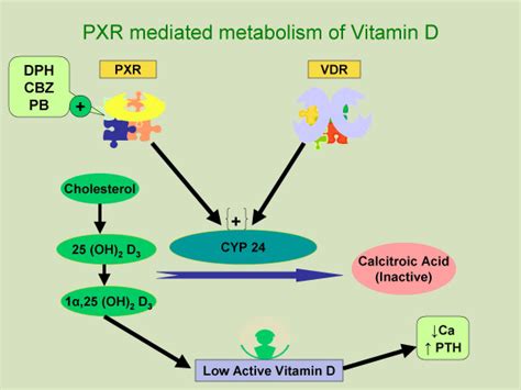 Representation Of Pregnane X Receptor Pxr Mediated Vitamin D