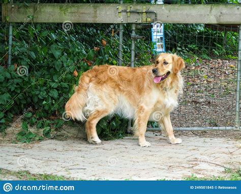 Perro Recuperador Dorado Parado En El Parque Imagen De Archivo Imagen