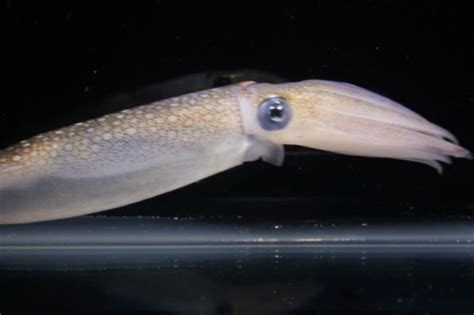 human cells hacked  act  squid skin cells  unlock key
