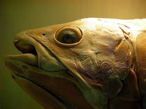 Coelacanth The Living Fossil