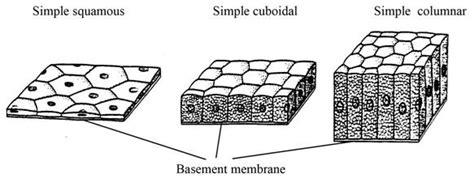 Epithelial Tissue With Label