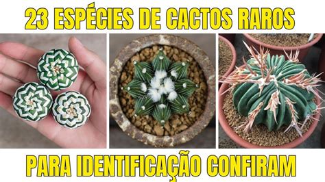 Lindos Cactos Raros Para IdentificaÇÃo Confira 23 EspÉcies Youtube