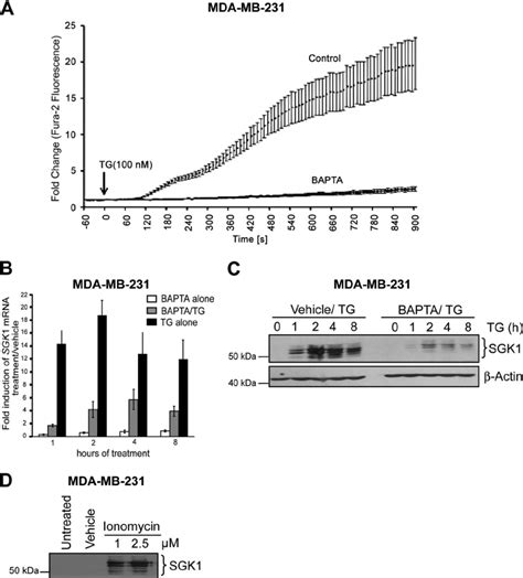 The Calcium Chelator BAPTA Inhibits Thapsigargin Induced SGK1