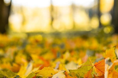 Premium Photo Falling Autumn Maple Leaves Lie On The Ground Colorful