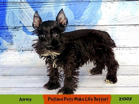 Miniature Schnauzer Dog Female Black 3175617 Petland Pets And Puppies