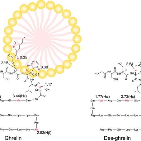 Schematic Diagrams Of Ghrelin And Des Ghrelin Indicating Their Location