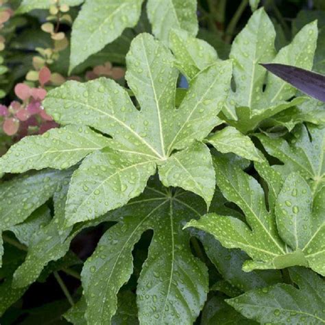 Fatsia Japonica Shrub Large Specimen Evergreen Approx Etsy