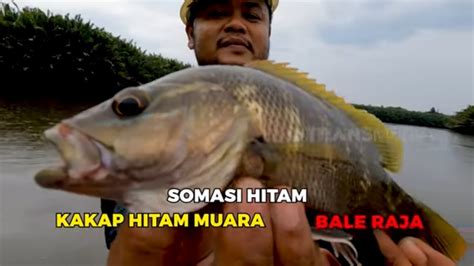 Berburu Strike Ikan Penghuni Dasar Sungai Sekatak Mancing Mania