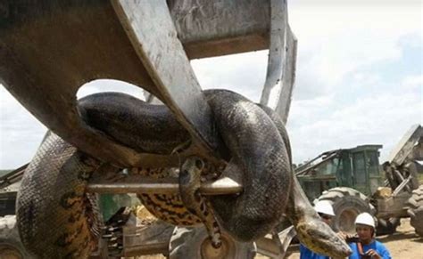 Massive 33 Foot Anaconda Is Found In Brazil And Could Be Biggest