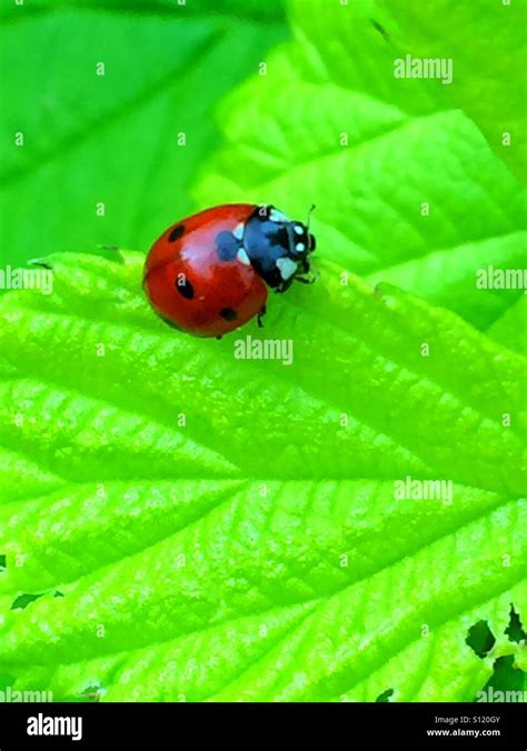 Ladybug Eating Leaf Hi Res Stock Photography And Images Alamy