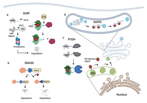 Smallmolecule Regulators For Gene Switches To Program Mammalian Cell