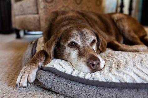 Le pyomètre chez la chienne causes symptômes traitement