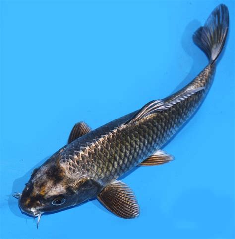 Matsuba Koi Fish Matsuba Koi Kin Koifishshop